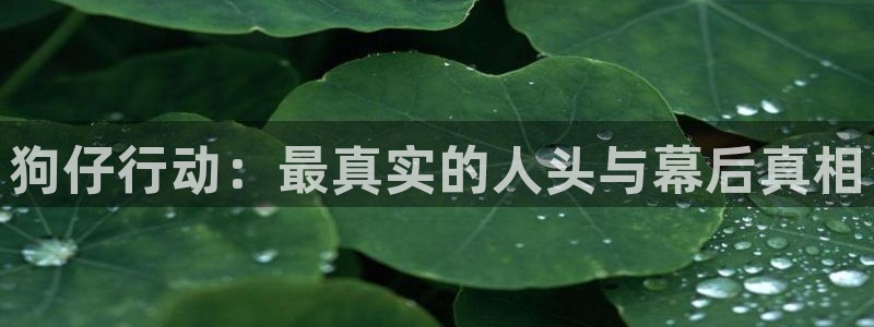 88看球直播：狗仔行动：最真实的人头与幕后真相